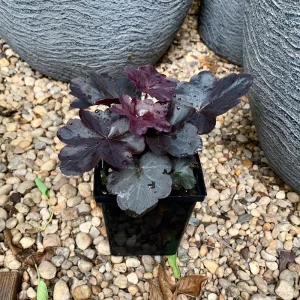 Obsidian Heuchera Live Plant - Dark Foliage Perennial - USDA Zones 4-9 - Image 3
