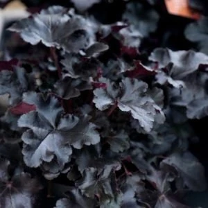 Obsidian Heuchera Live Plant - Dark Foliage Perennial - USDA Zones 4-9 - Image 1