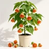 Orange Abutilon Live Plant - Chinese Lantern Trailing Vine 4-6 Inch Tall - Image 1