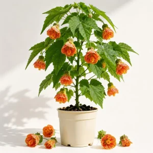 Orange Abutilon Live Plant - Chinese Lantern Trailing Vine 4-6 Inch Tall - Image 1