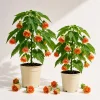 Orange Abutilon Live Plant Set of 2 - 4-6 Inch Tall Trailing Lantern Flower Vine - Image 1