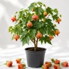 Orange Abutilon Live Plant - Trailing Lantern Flower Vine, 4-6 Inch Tall Starter, Outdoor - Image 1