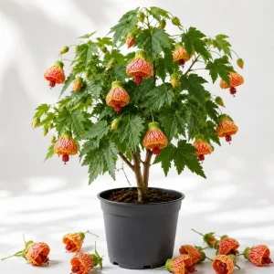 Orange Abutilon Live Plant - Trailing Lantern Flower Vine, 4-6 Inch Tall Starter, Outdoor - Image 1
