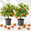 Orange Abutilon Live Plant - Trailing Lantern Flower Vine - 2 Pack, 4-6 Inch Tall - Image 1