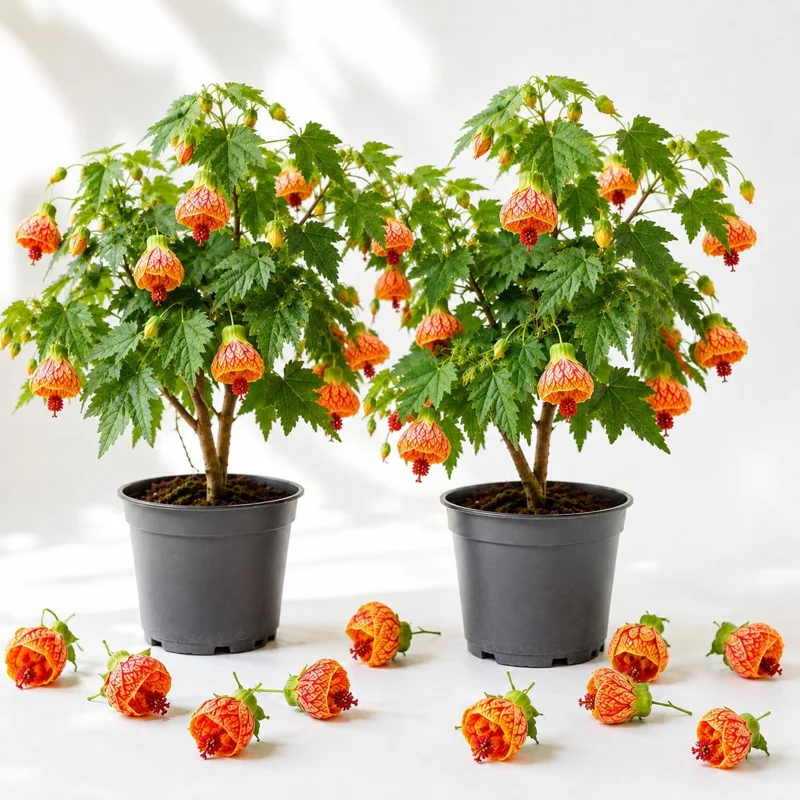 Orange Abutilon Live Plant - Trailing Lantern Flower Vine - 2 Pack, 4-6 Inch Tall - Image 1