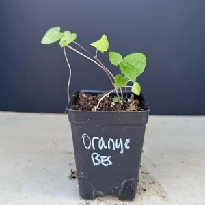 Orange Black Eyed Susan Vine Live Plant - Thunbergia Alata - Climber - Image 2