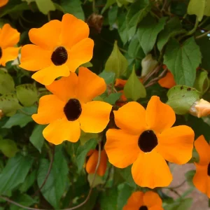 Orange Black Eyed Susan Vine Live Plant - Thunbergia Alata - Climber - Image 3
