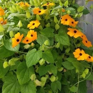 Orange Black Eyed Susan Vine Live Plant - Thunbergia Alata - Climber - Image 4