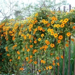 Orange Black Eyed Susan Vine Live Plant - Thunbergia Alata - Climber - Image 1
