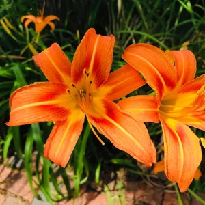 Orange Daylily Live Plant - Trumpet Blooms, Hardy Perennial, USDA Zones 3-9 - Image 2
