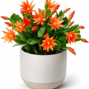 Orange Easter Cactus Live Plant, Rhipsalidopsis gaertneri, 4-8 Inch Tall Houseplant - Image 1