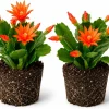 Orange Easter Cactus Live Plant Set, 2 Pack, 4-8 Inch Tall Houseplants, No Pot - Image 1
