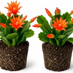 Orange Easter Cactus Live Plant Set, 2 Pack, 4-8 Inch Tall Houseplants, No Pot - Image 1