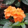 Orange Marmalade Crossandra Live Plant – 4-7 inch Firecracker Flower, In Bloom, Indoor/Outdoor - Image 1