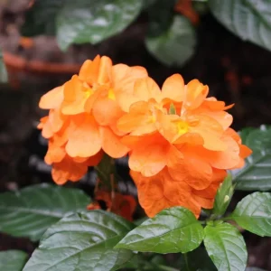 Orange Marmalade Crossandra Live Plant – 4-7 inch Firecracker Flower, In Bloom, Indoor/Outdoor - Image 1