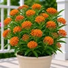 Orange Milkweed Live Plant, Asclepias Tuberosa, Set of 2, 4-8 Inch Tall, Perennial, Outdoor - Image 1