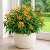 Orange Zest Jasmine Live Plant, Murraya paniculata, Fragrant Evergreen Shrub, 4-8 Inch Tall - Image 1