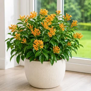Orange Zest Jasmine Live Plant, Murraya paniculata, Fragrant Evergreen Shrub, 4-8 Inch Tall - Image 1