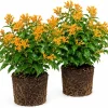 Orange Zest Jasmine Live Plants, Set of 2, Fragrant Evergreen Shrub, 4-8 Inch Tall, Outdoor - Image 1