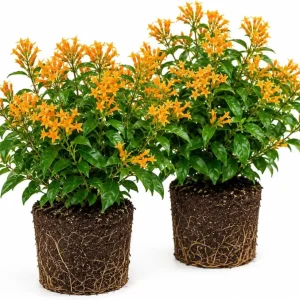 Orange Zest Jasmine Live Plants, Set of 2, Fragrant Evergreen Shrub, 4-8 Inch Tall, Outdoor - Image 1