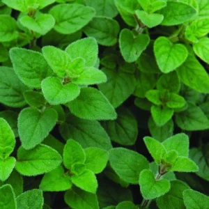 Oregano Live Plant – Fresh Herb Seedlings – 4 inch Pot – Culinary Garden - Image 1