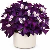 Oxalis Purple Shamrock Live Plant - Houseplant, 4-8 Inch Tall, Dark Purple Foliage - Image 1