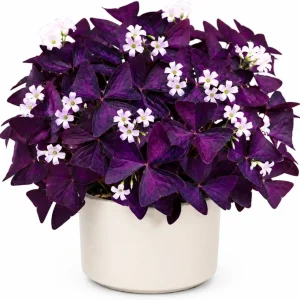 Oxalis Purple Shamrock Live Plant - Houseplant, 4-8 Inch Tall, Dark Purple Foliage - Image 1