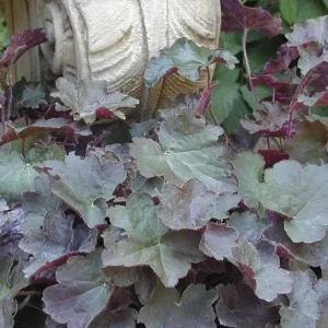 Palace Purple Heuchera Live Plant - Coral Bells, Perennial, USDA Zones 4-9 - Image 2