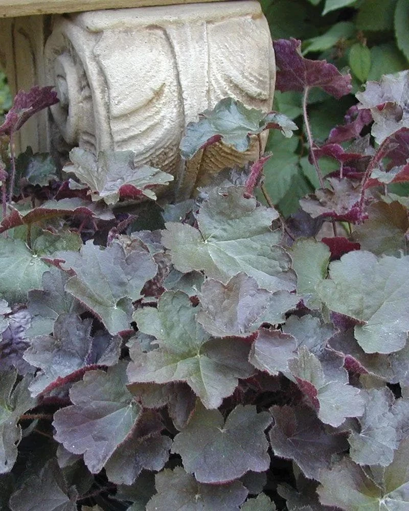 Palace Purple Heuchera Live Plant - Coral Bells, Perennial, USDA Zones 4-9 - Image 2