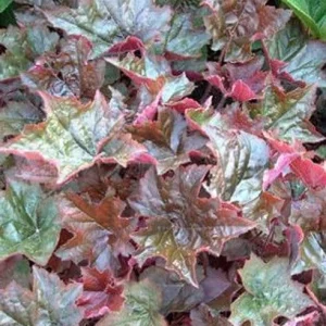 Palace Purple Heuchera Live Plant - Coral Bells, Perennial, USDA Zones 4-9 - Image 1
