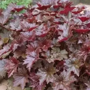 Palace Purple Heuchera Live Plant - Coral Bells, Perennial, USDA Zones 4-9 - Image 3