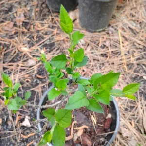 Paradise Apple Tree Live Plant - 1 Gallon Pot - Outdoor Fruit Tree - Image 2