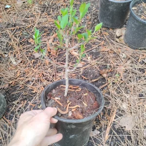 Paradise Apple Tree Live Plant - 1 Gallon Pot - Outdoor Fruit Tree - Image 3