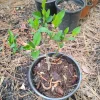 Paradise Apple Tree Live Plant - 1 Gallon Pot - Outdoor Fruit Tree - Image 1
