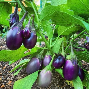 Patio Baby Eggplant Live Plant - 6-10" Starter Plant, Container Garden - Image 2