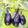 Patio Baby Eggplant Live Plant - 6-10" Starter Plant, Container Garden - Image 1