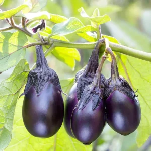 Patio Baby Eggplant Live Plant - 6-10" Starter Plant, Container Garden - Image 1