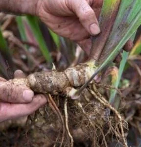 Peach Bearded Iris Rhizome - 1 Perennial Flower for Outdoor Gardens - Image 2