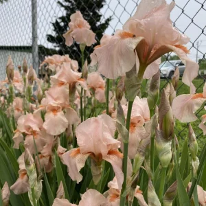 Peach Bearded Iris Rhizome - 1 Perennial Flower for Outdoor Gardens - Image 3