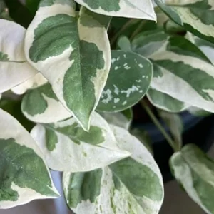 Pearls and Jade Pothos Live Plant - Variegated Indoor Trailing Vine - Image 1