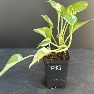 Pearls and Jade Pothos Live Plant - Variegated Indoor Trailing Vine - Image 2