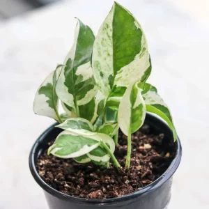 Pearls and Jade Pothos Live Plant - Variegated Indoor Trailing Vine - Image 3