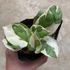 Pearls and Jade Pothos Live Plant - Variegated Indoor Trailing Vine - Image 4