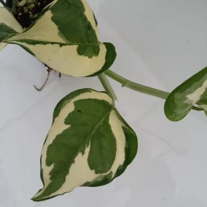 Pearls and Jade Pothos Live Plant - Variegated Indoor Trailing Vine - Image 5