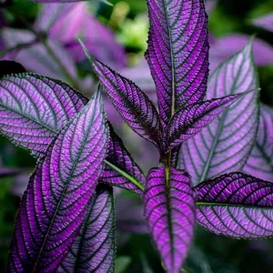 Persian Shield Live Plant - 2.5" Pot Indoor Houseplant with Iridescent Foliage - Image 2