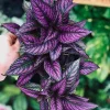 Persian Shield Live Plant - 2.5" Pot Indoor Houseplant with Iridescent Foliage - Image 1