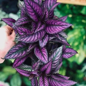 Persian Shield Live Plant - 2.5" Pot Indoor Houseplant with Iridescent Foliage - Image 1