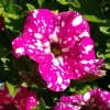 Petunia Headliner Pink Sky Live Plant - 4.5" Pot In Bloom Garden Flower - Image 1