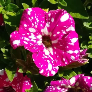 Petunia Headliner Pink Sky Live Plant - 4.5" Pot In Bloom Garden Flower - Image 1