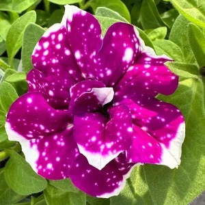 Petunia Magenta Sky Live Plant - 4.5 inch Pot - Vibrant Flowering Garden Plant - Image 2